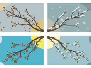 banner with tree branches. four seasons. vector illustration.